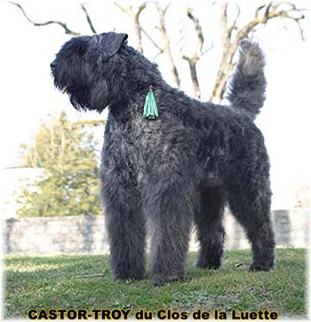 bouvier des flandres du clos de la luette - copyright d&eacute;pos&eacute;